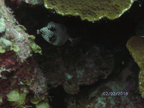 Smooth Trunk Fish